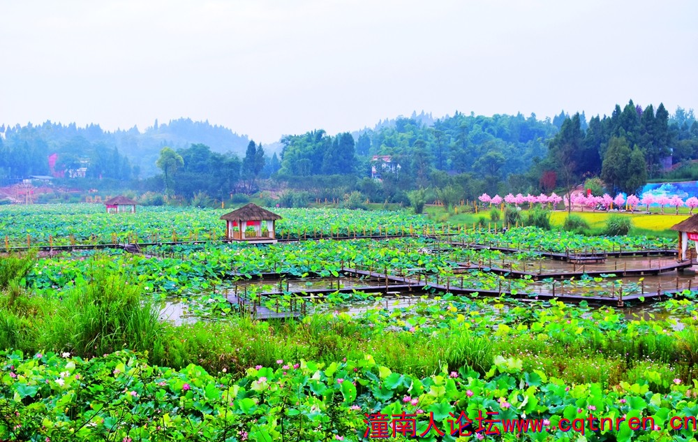 潼南香水百荷141.jpg