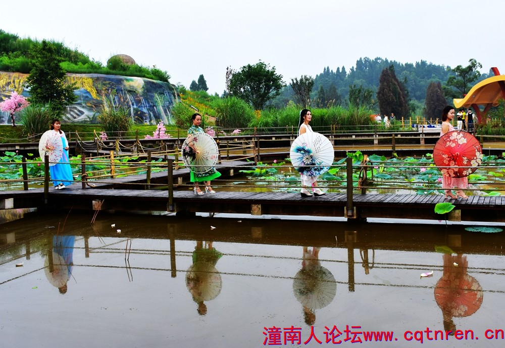 潼南香水百荷2.jpg