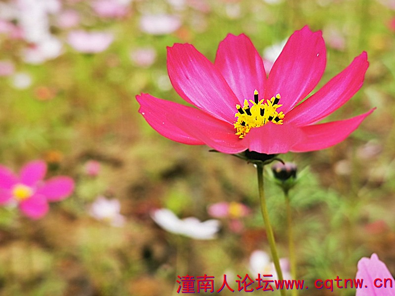 格桑花1.jpg