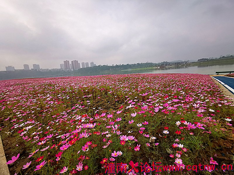 格桑花.jpg