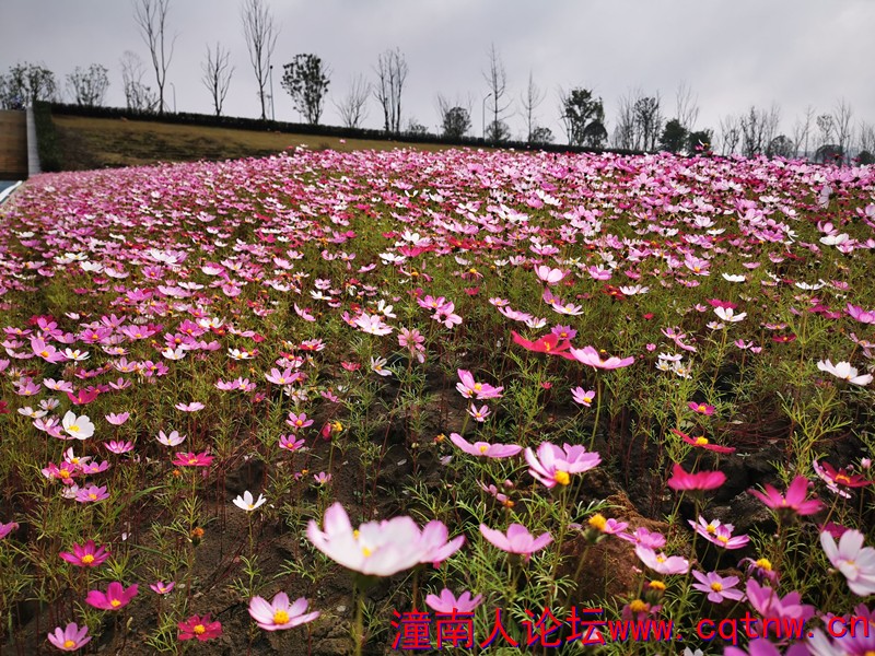 格桑花7.jpg